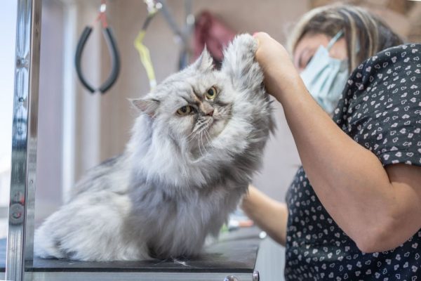 grooming-station-san-diego